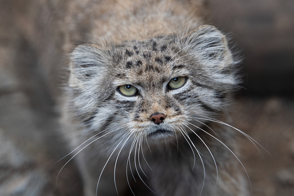 First Report Of Rare Cat Discovered On Mt Everest Newsroom